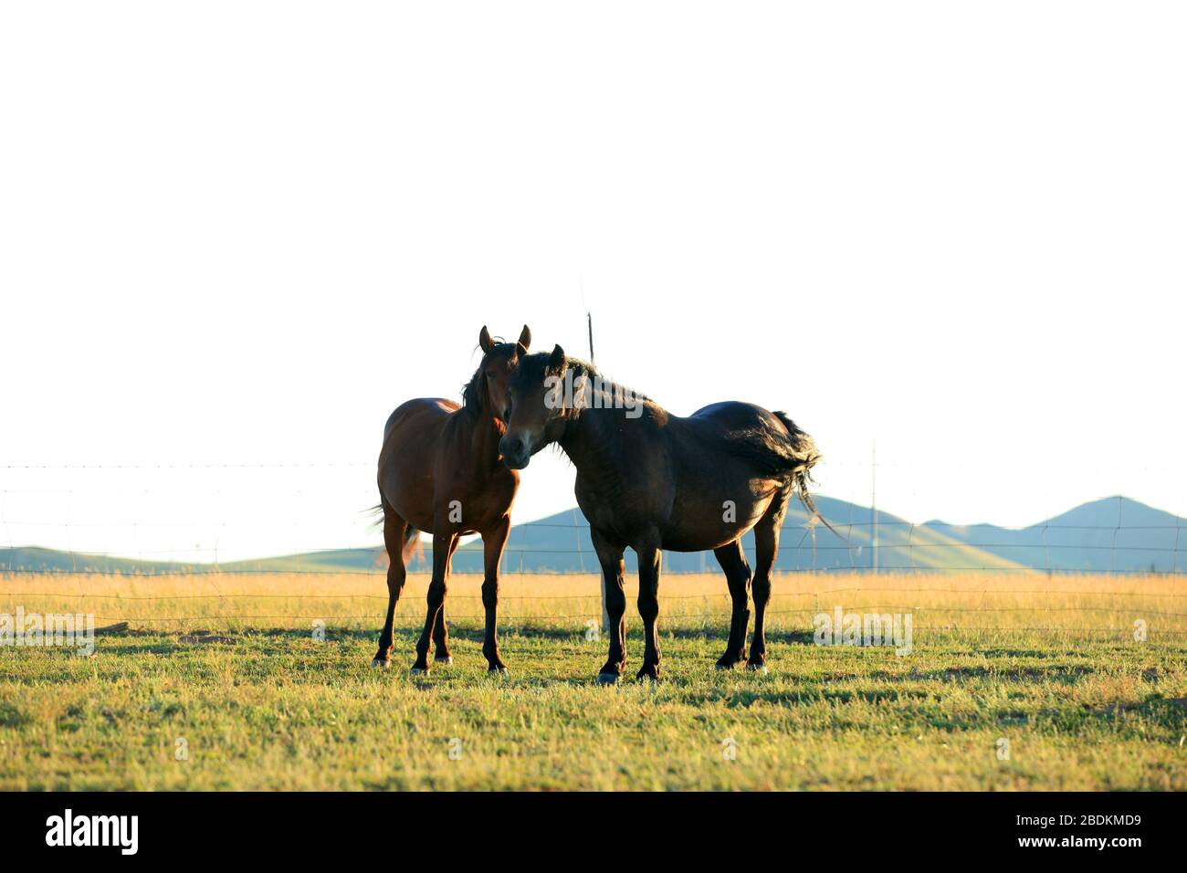The horses grazed on the grassland Stock Photo
