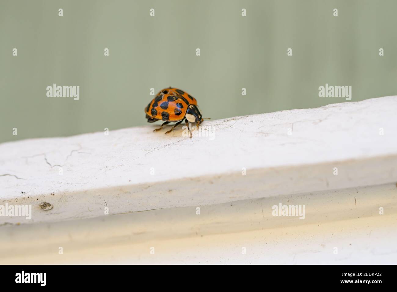 Asian Lady Beetle in Springtime Stock Photo