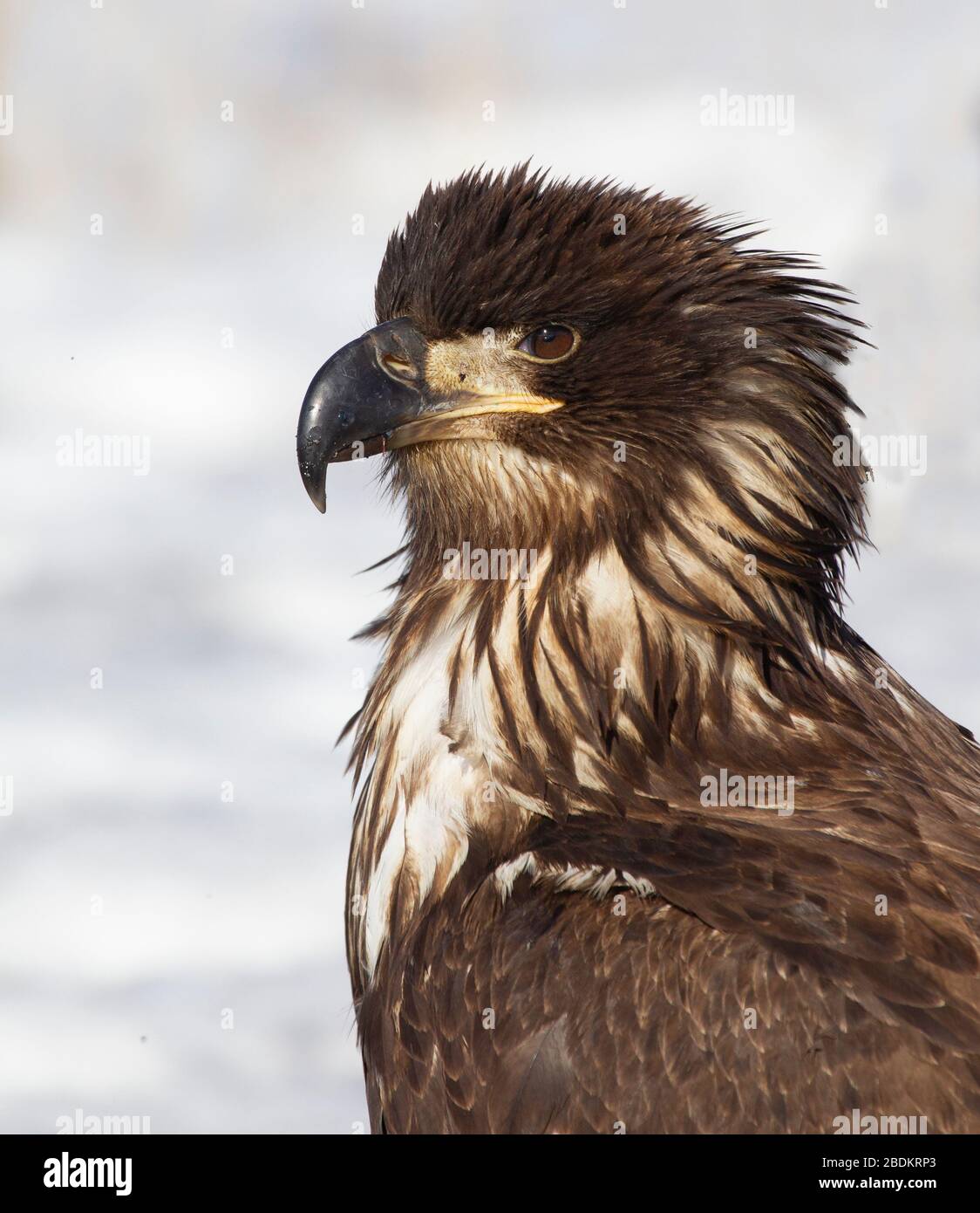 Bald Eagle Juvenile Portrait Stock Photo