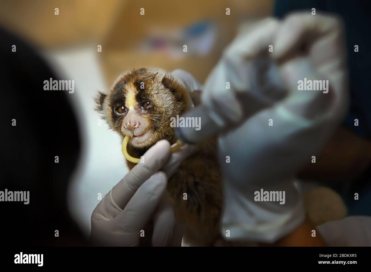 A slow loris is given medical tratment in an animal rehabilitation center operated by International Animal Rescue (IAR) in Indonesia. Stock Photo