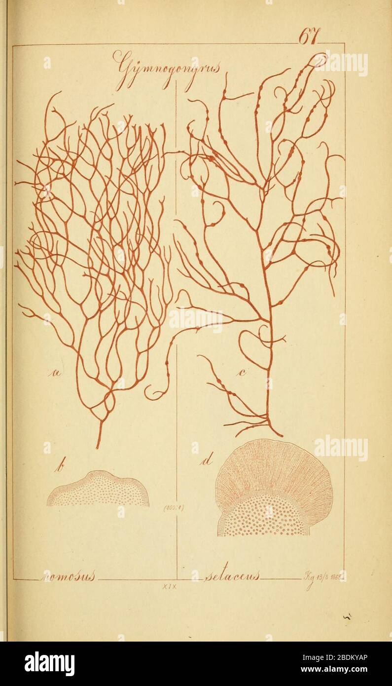 Gymnogongrus comosus (Ahnfeltia plicata) and Gymnogongrus setaceus (Ahnfeltia setacea). Stock Photo