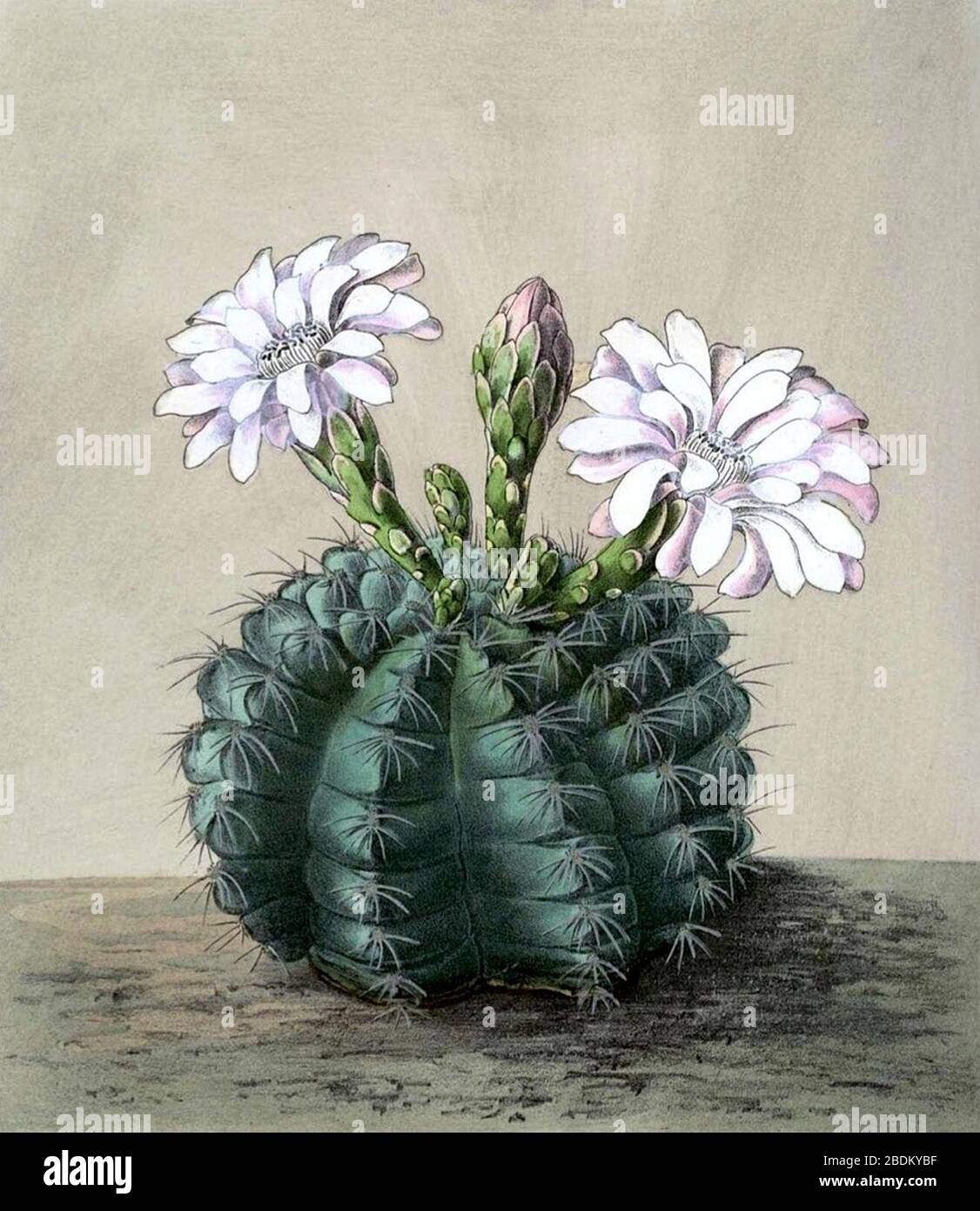 Gymnocalycium anisitsii hi-res stock photography and images - Alamy