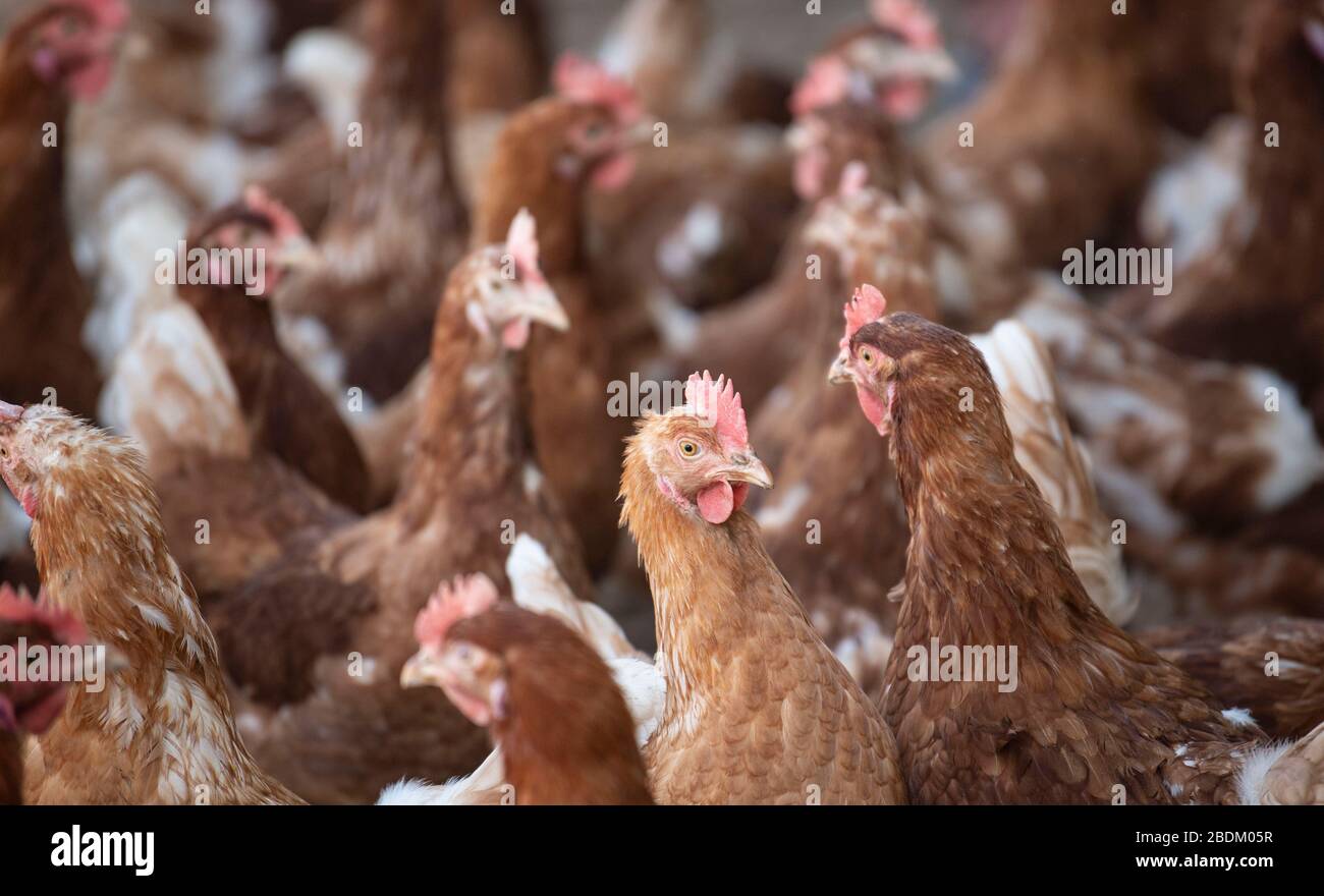 Fighting chance hires stock photography and images Alamy