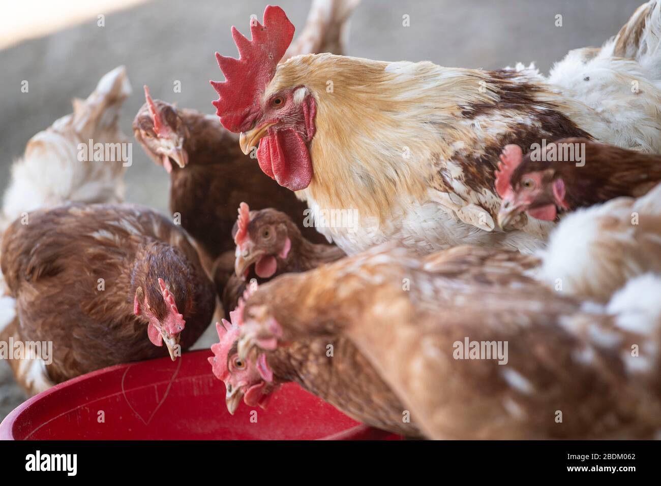 Fighting chickens hires stock photography and images Alamy