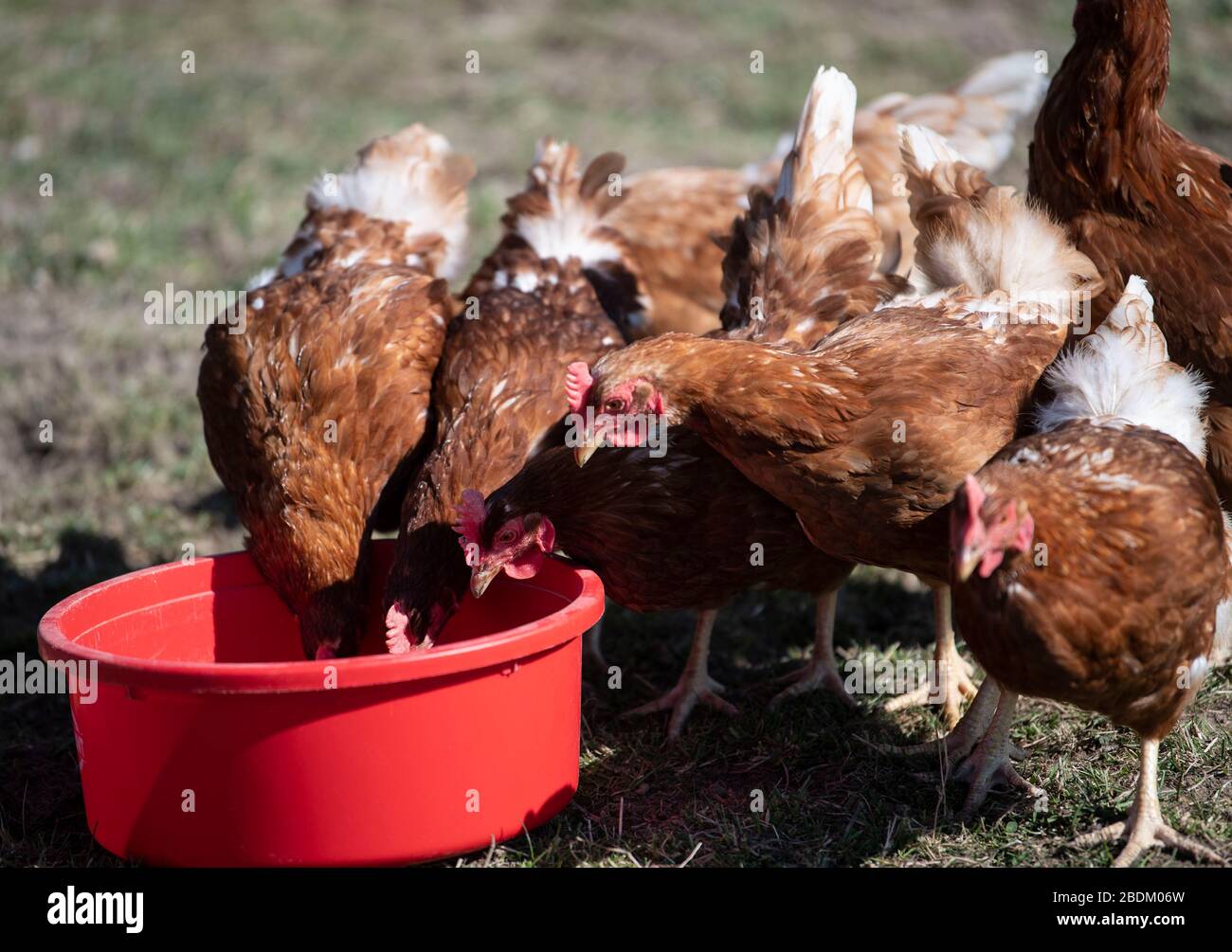 Fighting Chickens High Resolution Stock Photography and Images Alamy