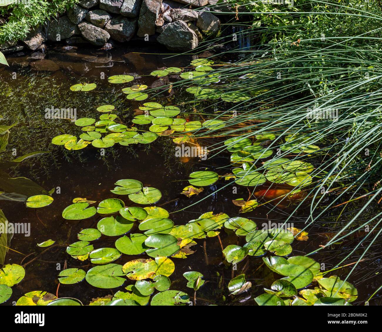 Koi pond with lily pads and long grass Bruce N Murray Photography (brucenmurray.com) Stock Photo