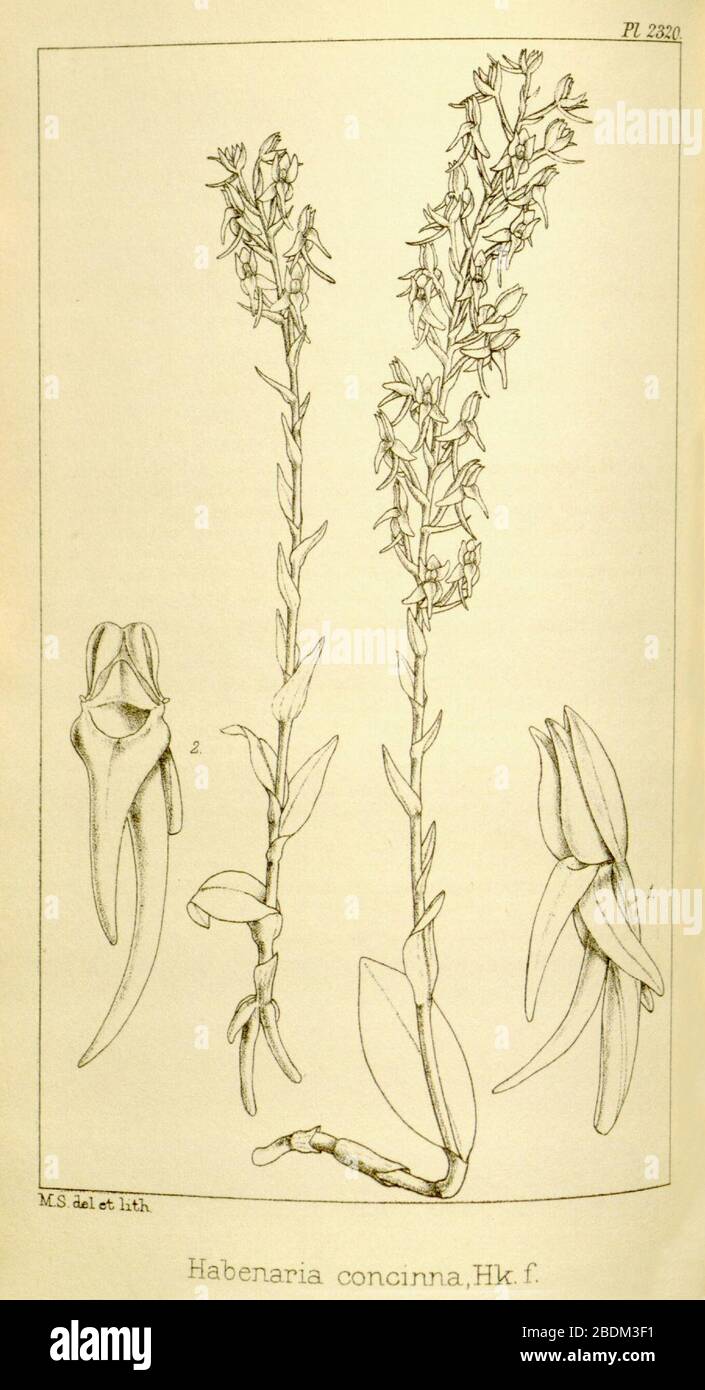 Habenaria concinna - Hooker's Icones Plantarum vol. 24 pl. 2320 (1894). Stock Photo