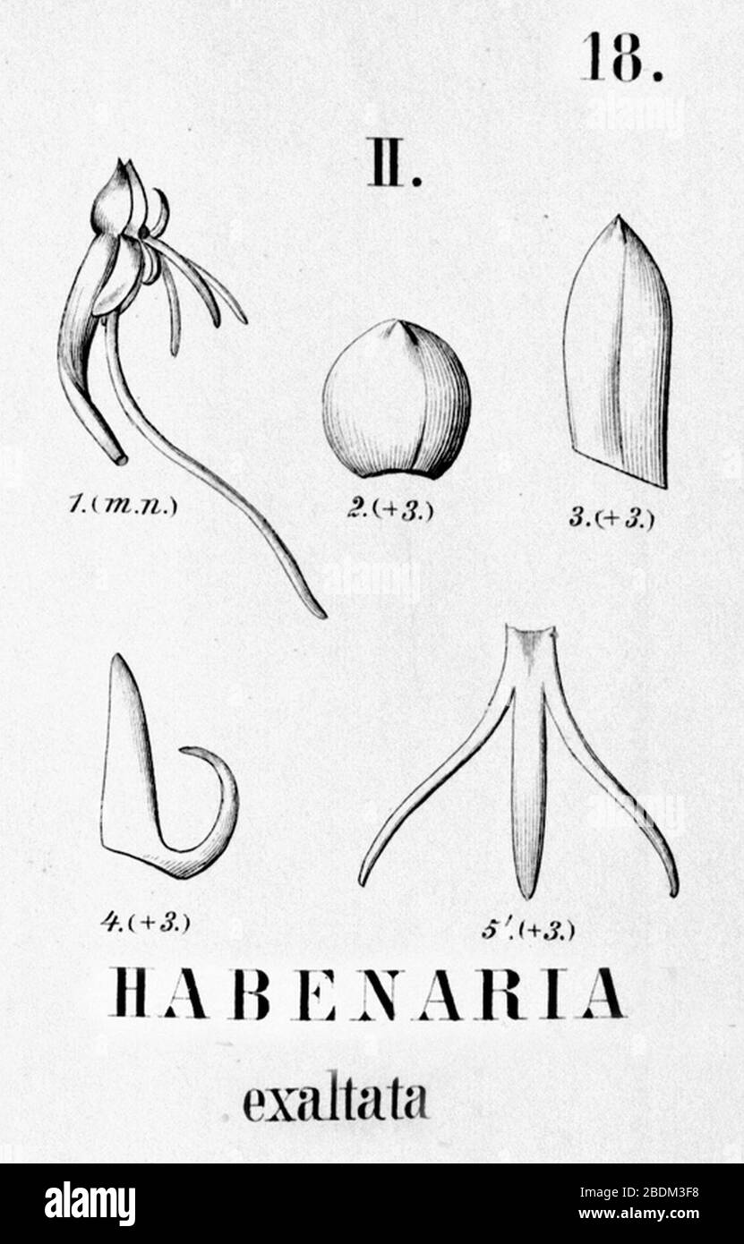 Habenaria exaltata - cutout from Flora Brasiliensis 3-4-18-fig II. Stock Photo