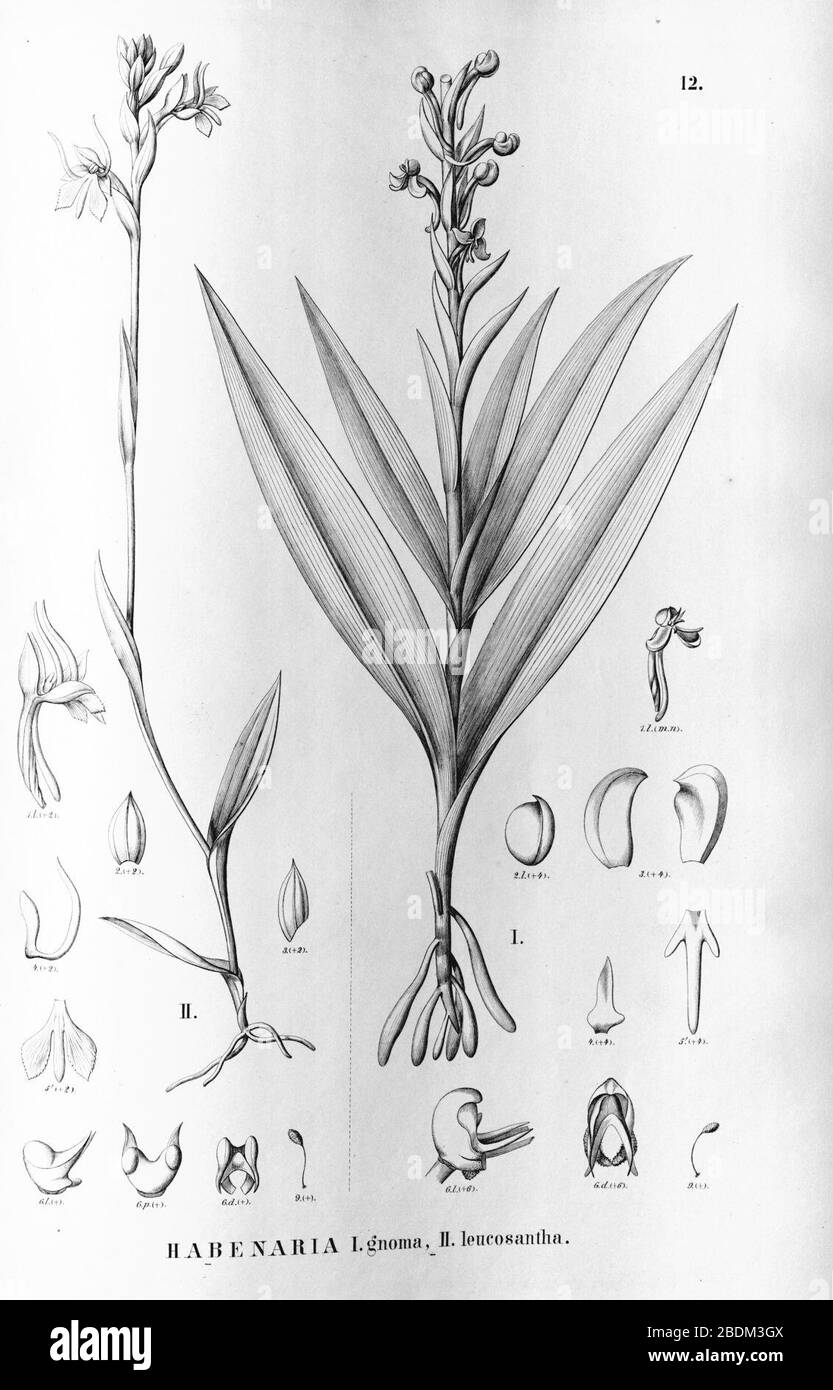 Habenaria leptoceras (as Habenaria gnoma) - Habenaria leucosantha - Flora Brasiliensis 3-4-12. Stock Photo