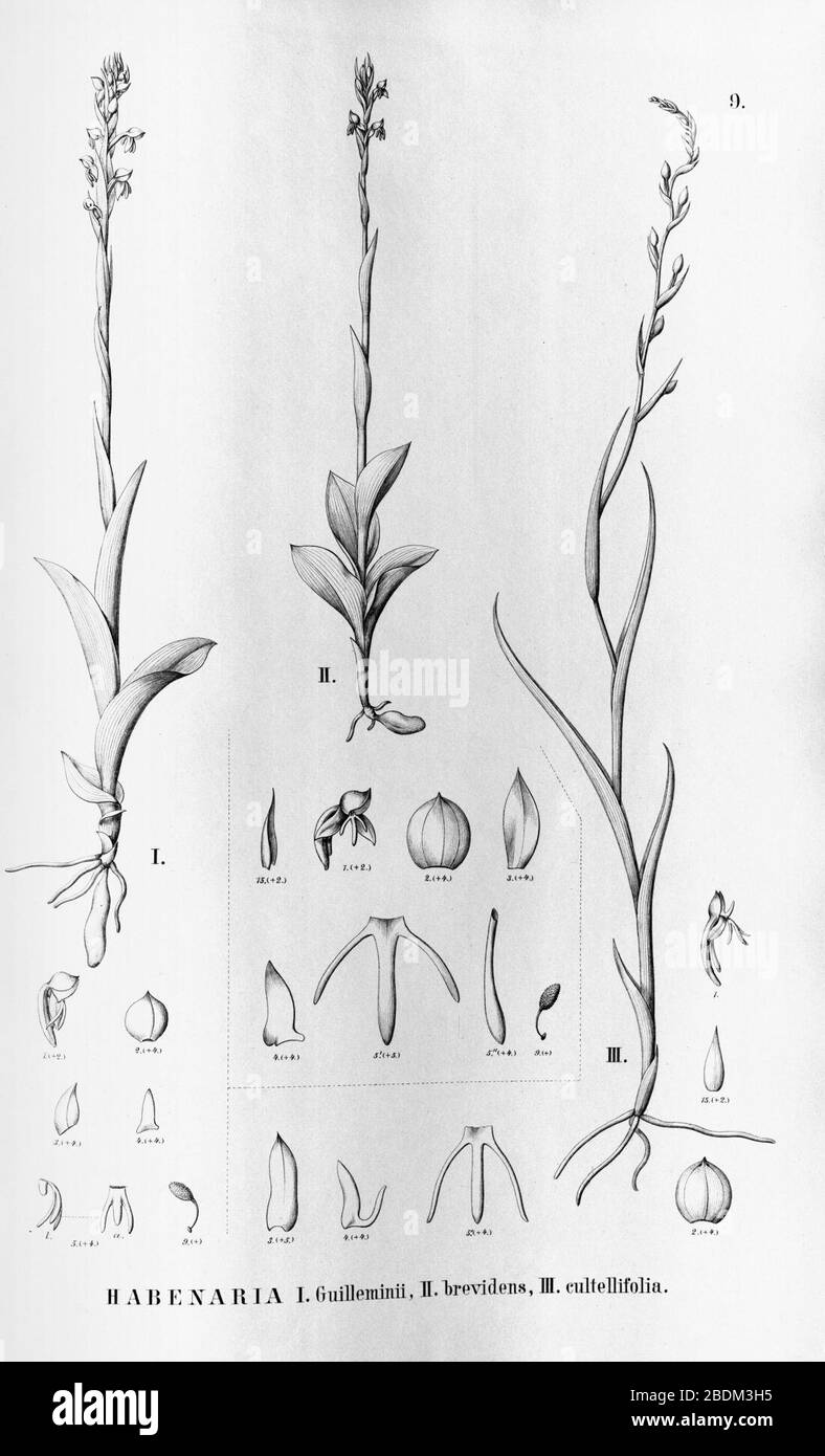 Habenaria guilleminii - Habenaria brevidens - Habenaria cultellifolia - Flora Brasiliensis 3-4-09. Stock Photo