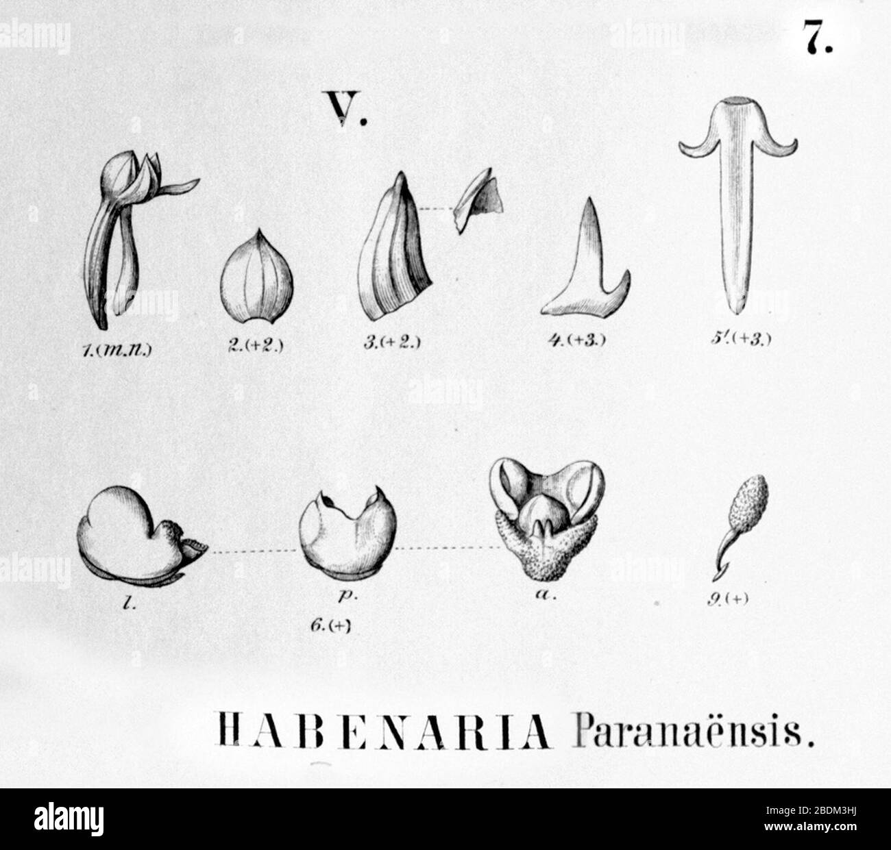 Habenaria paranaensis - cutout from Flora Brasiliensis 3-4-07-fig V. Stock Photo