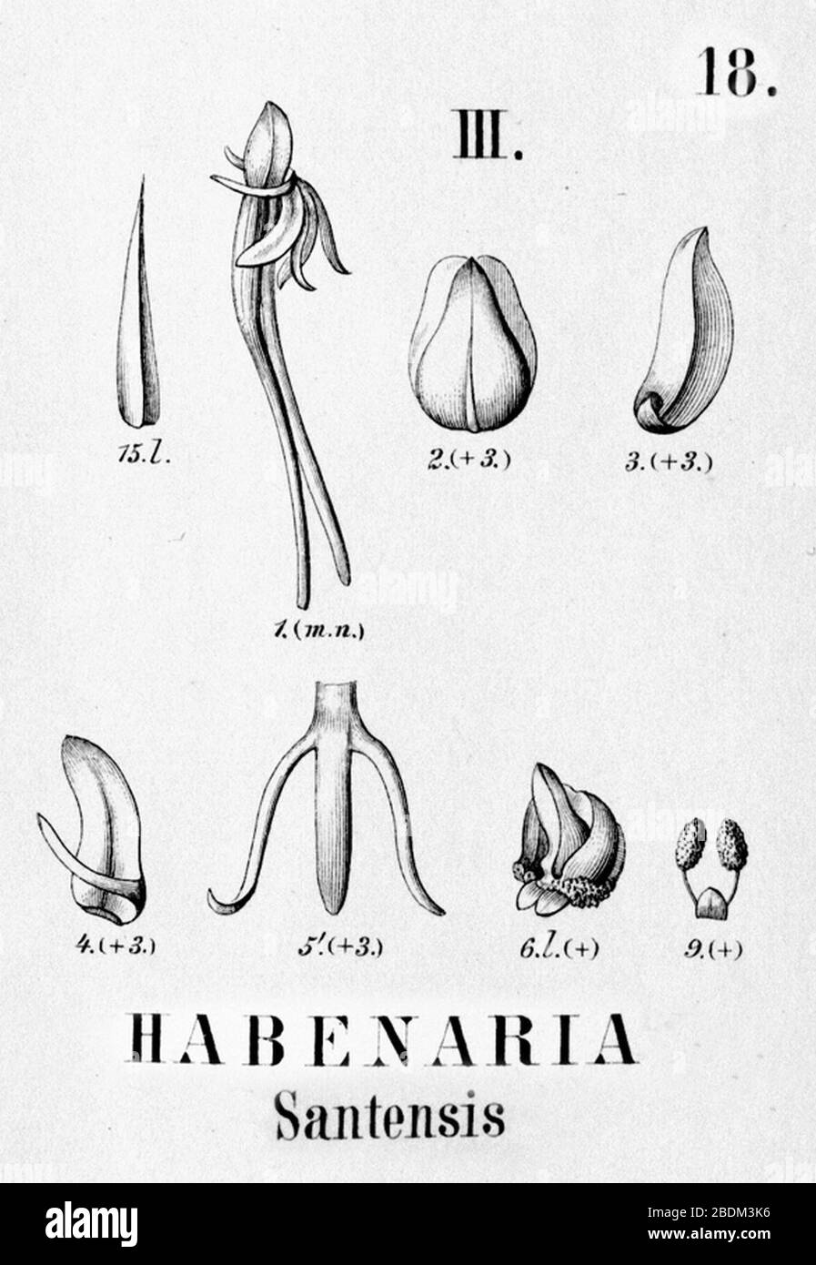 Habenaria santensis - cutout from Flora Brasiliensis 3-4-18-fig III. Stock Photo