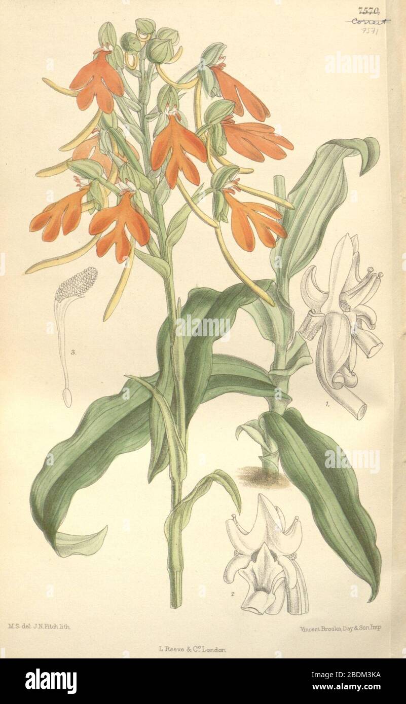 Habenaria rhodocheila - Curtis' 123 (Ser. 3 no. 53) pl 7571 (1897). Stock Photo