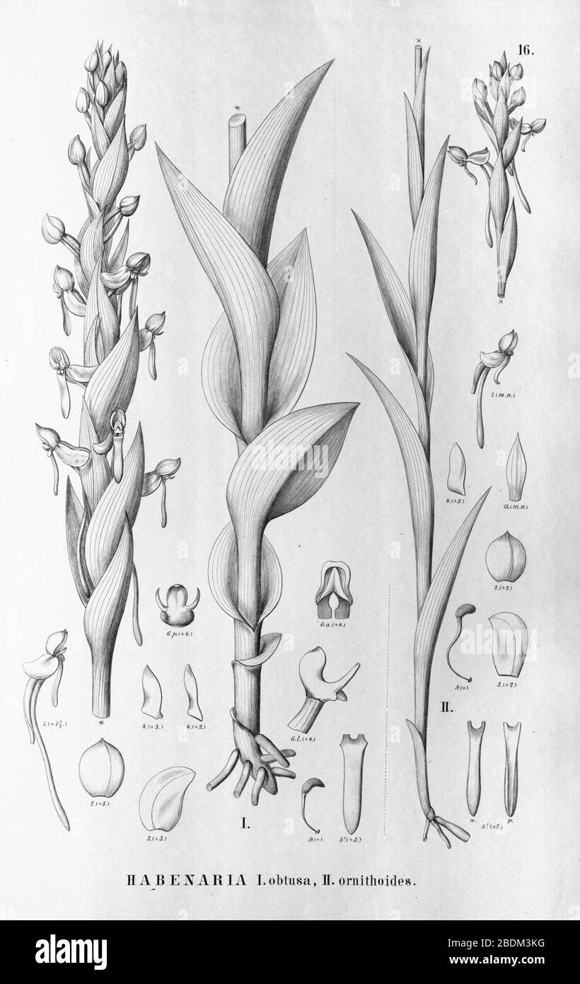 Habenaria obtusa (fig. II as Habenaria ornithoides) - Flora Brasiliensis 3-4-16. Stock Photo