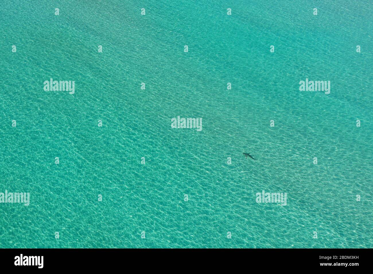 Aerial View Of Shark In Clear Shallow Water Off South Beach In Miami Beach Florida On Calm Sunny Morning During Covid 19 Beach And Park Closures Stock Photo Alamy
