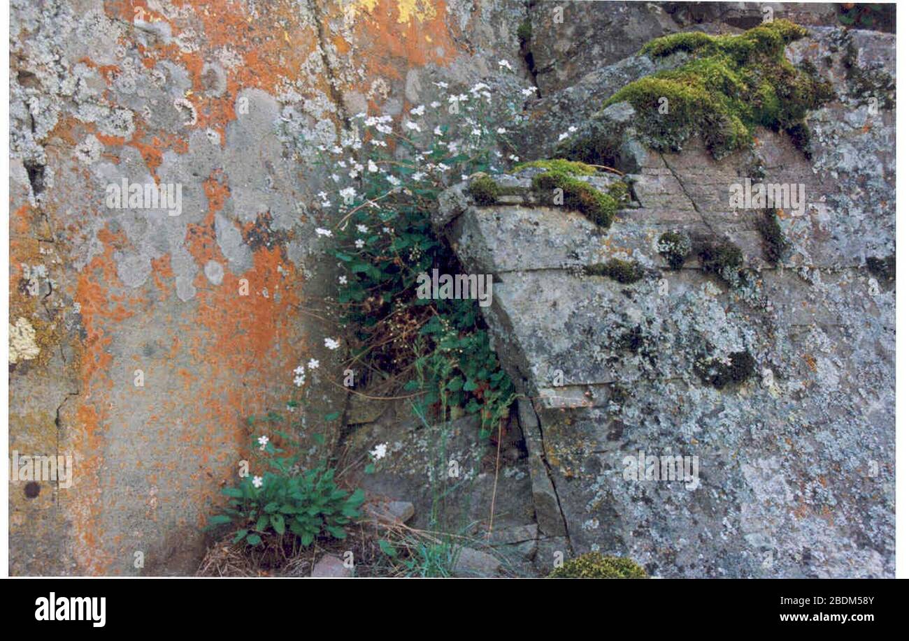 Hackelia ophiobia in cliff in SW Idaho. Stock Photo