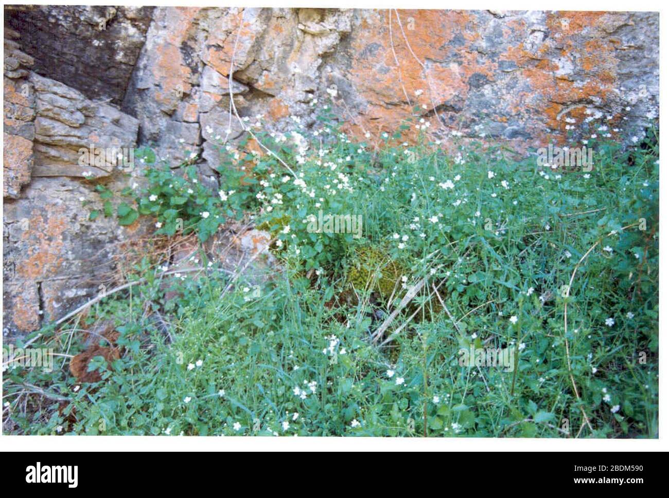 Hackelia ophiobia cliffside in SW Idaho. Stock Photo