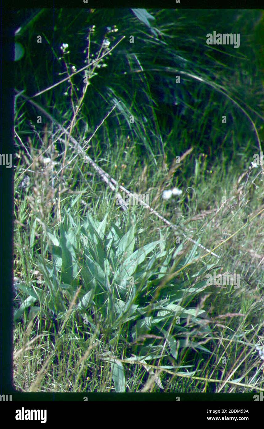 Hackelia cronquistii plant in SW Idaho. Stock Photo
