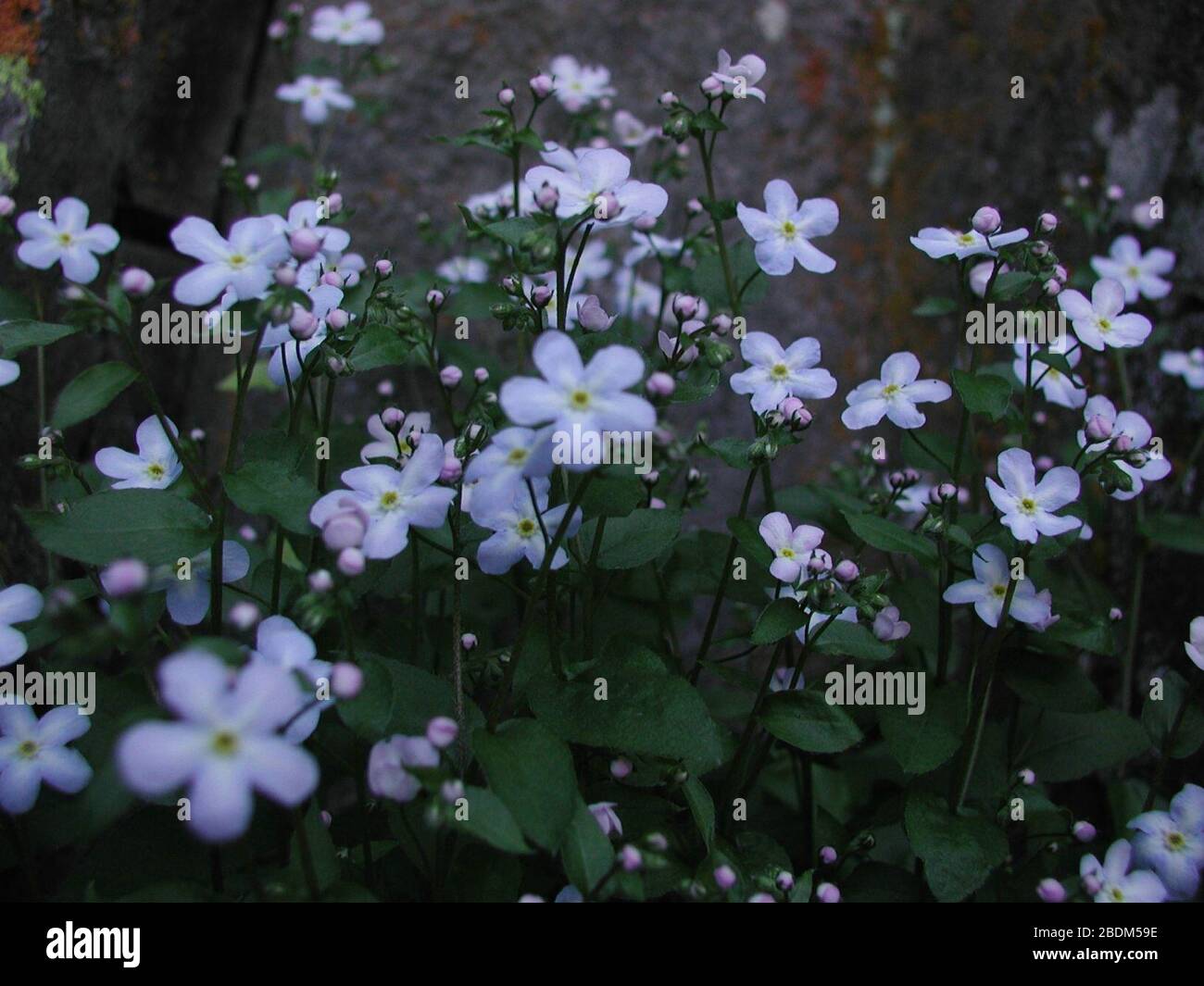 Hackelia ophiobia flowering in SW Idaho 7. Stock Photo