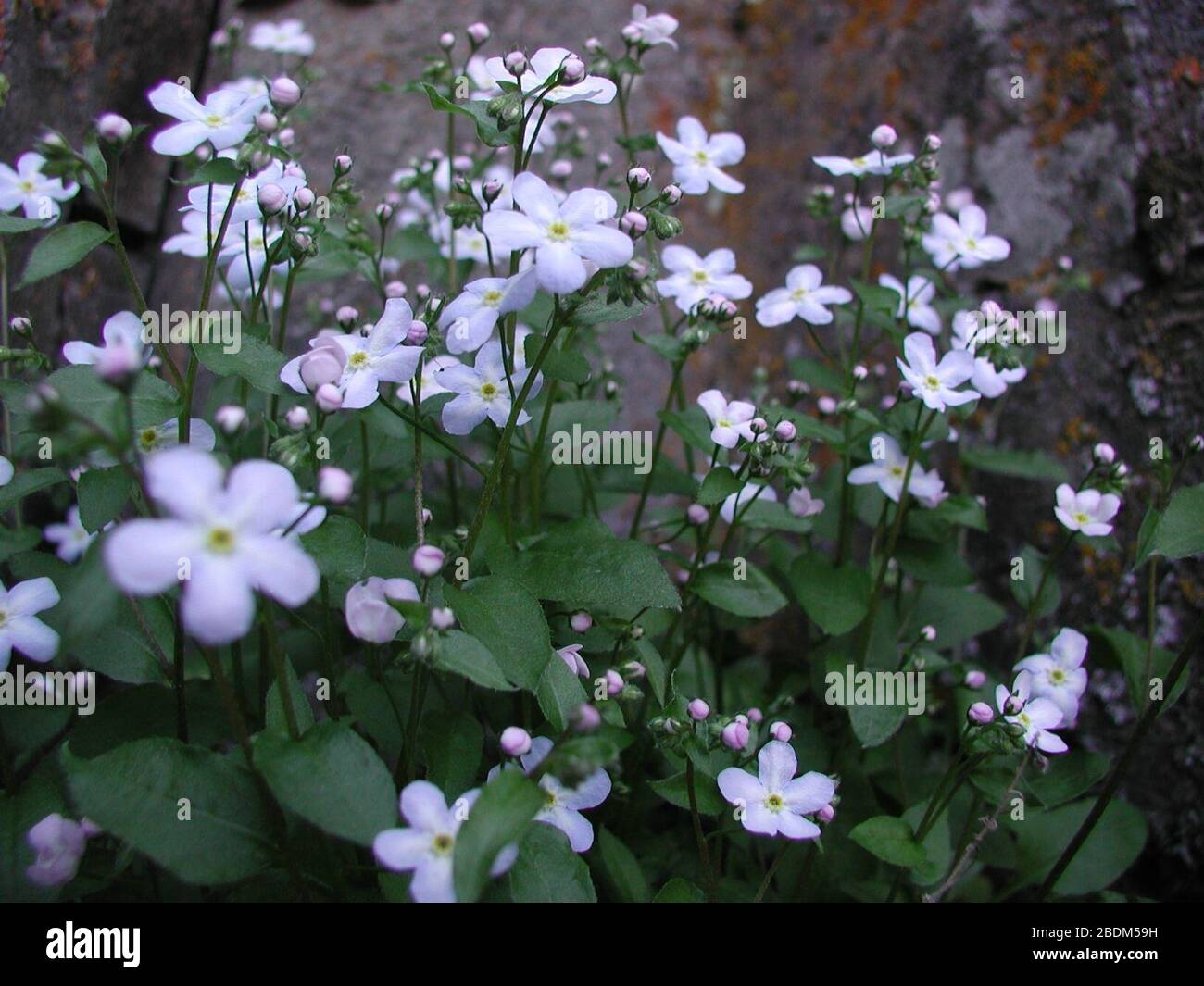 Hackelia ophiobia flowering in SW Idaho 8. Stock Photo