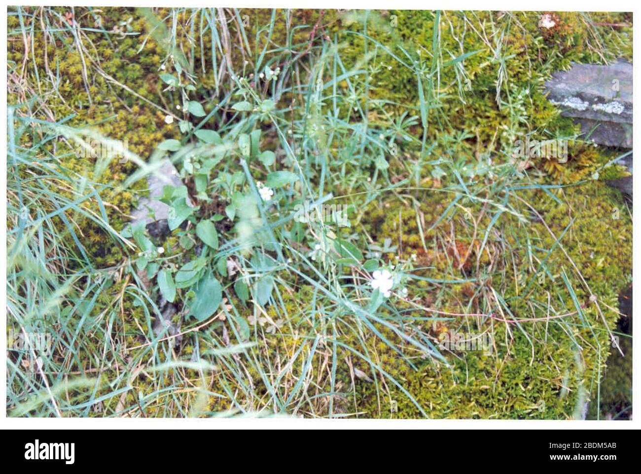 Hackelia ophiobia flowering in SW Idaho. Stock Photo