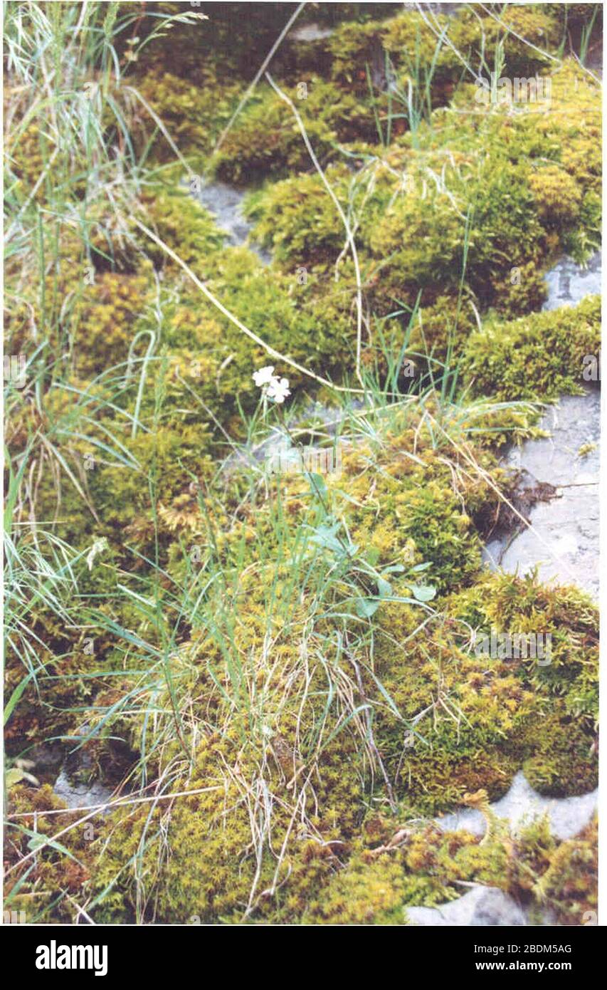 Hackelia ophiobia flower in SW Idaho. Stock Photo
