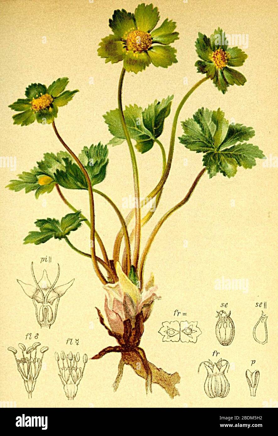 Hacquetia epipactis Atlas Alpenflora. Stock Photo