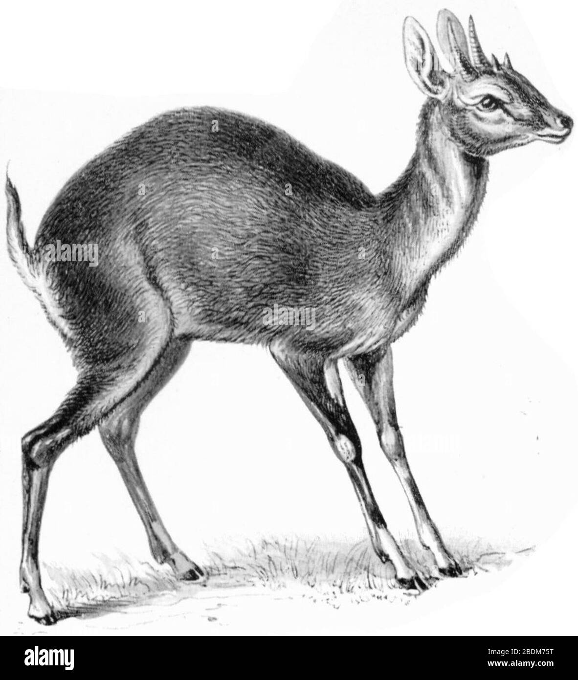 Haeckel Antilopina Tetracerus quadricornis Stock Photo Alamy