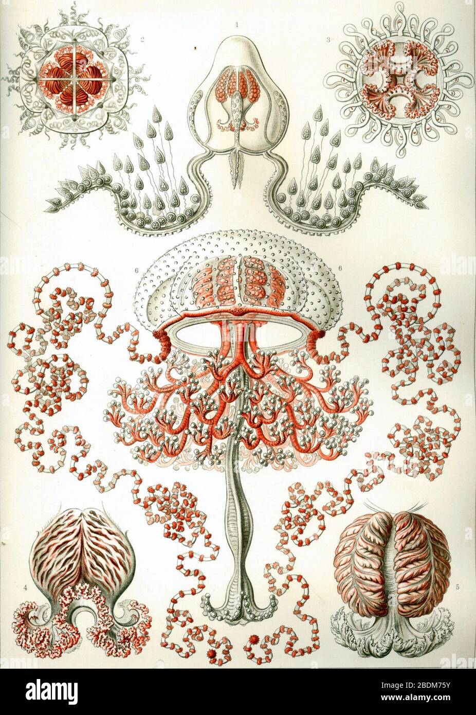 Haeckel Anthomedusae. Stock Photo