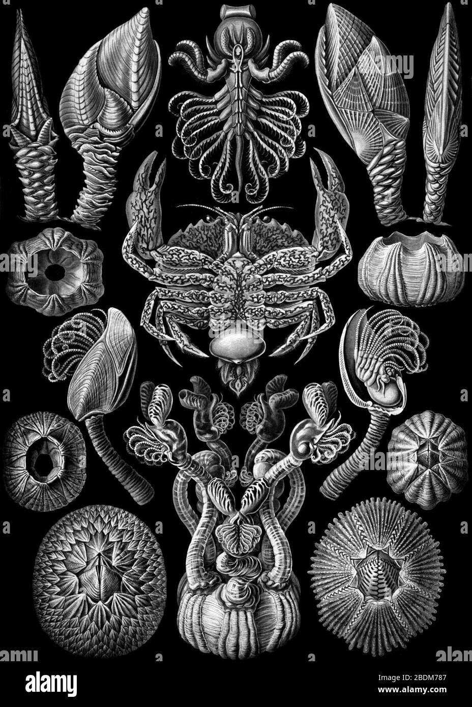 Haeckel Cirripedia. Stock Photo