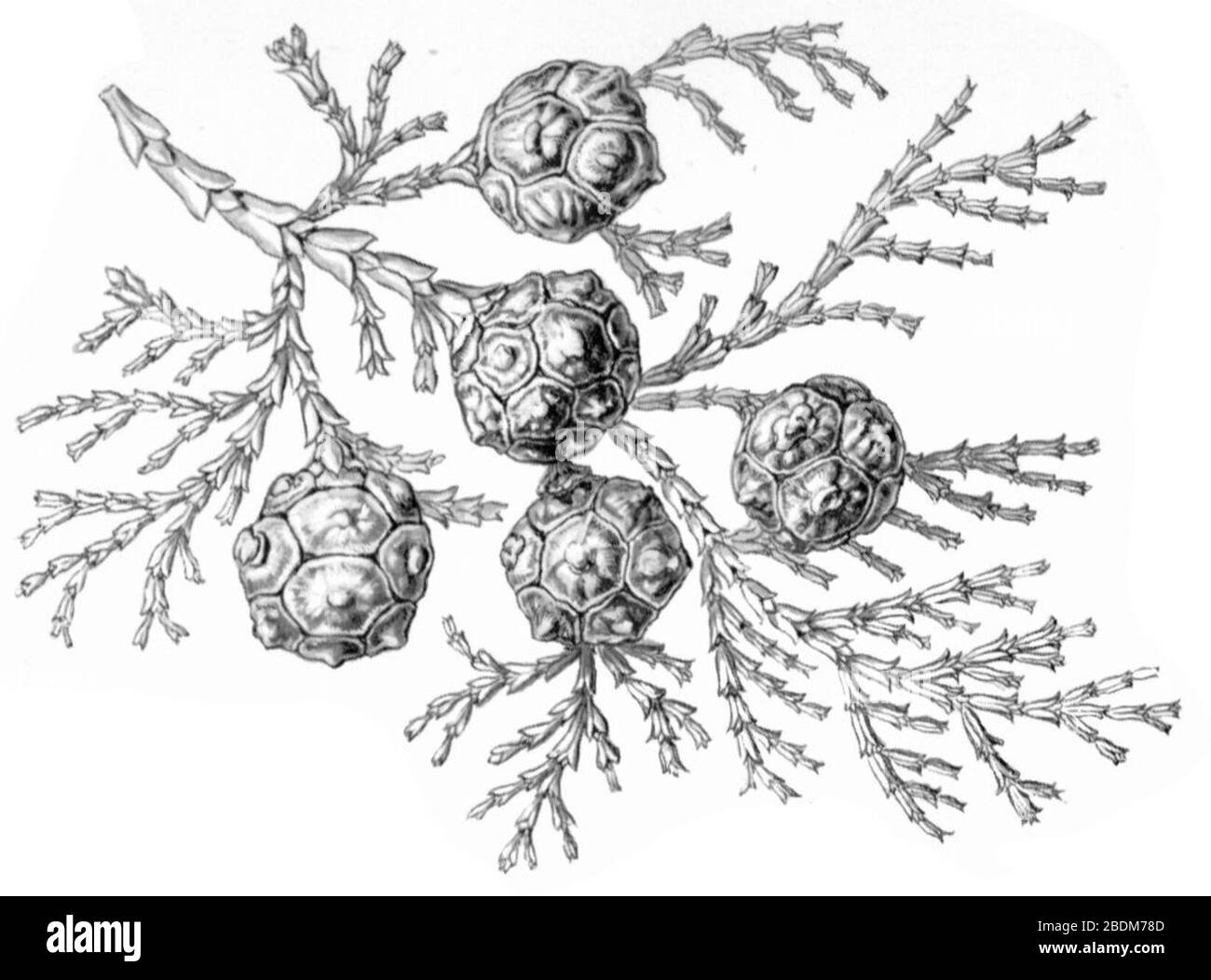 Haeckel Coniferae Chamaecyparis obtusa. Stock Photo