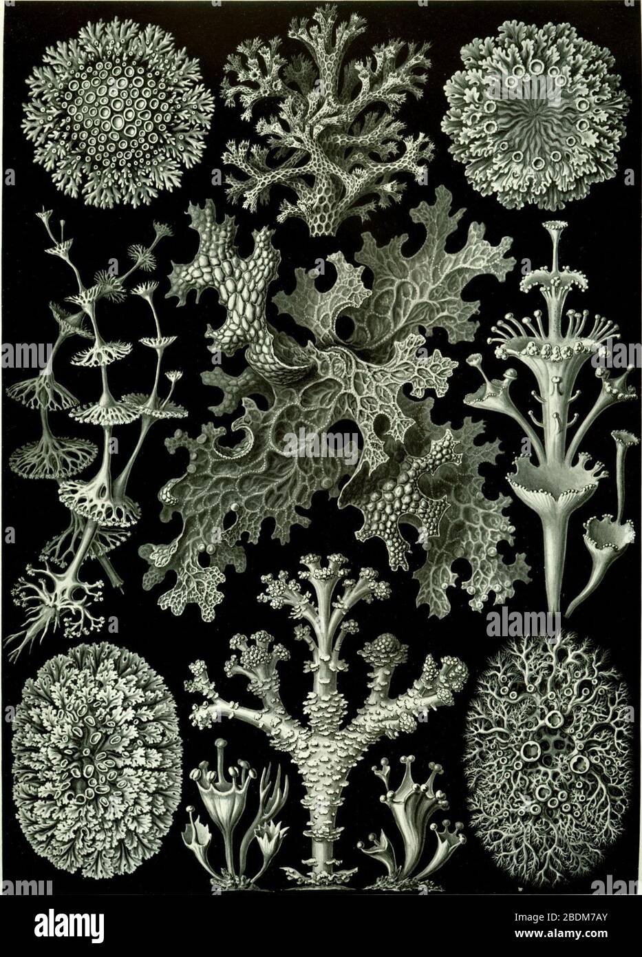 Haeckel Lichenes. Stock Photo