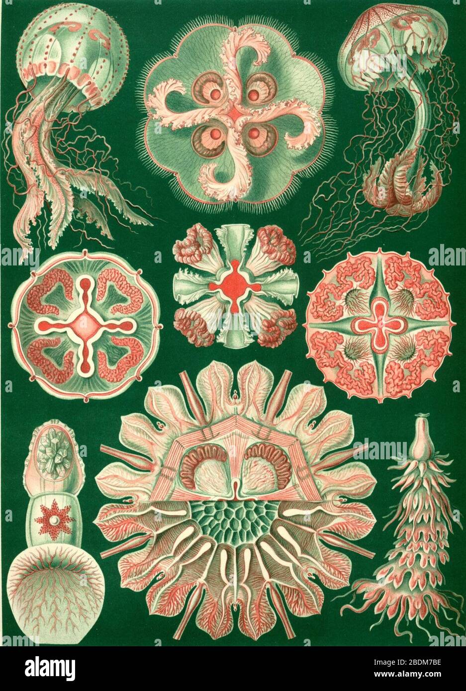 Haeckel Discomedusae 98. Stock Photo