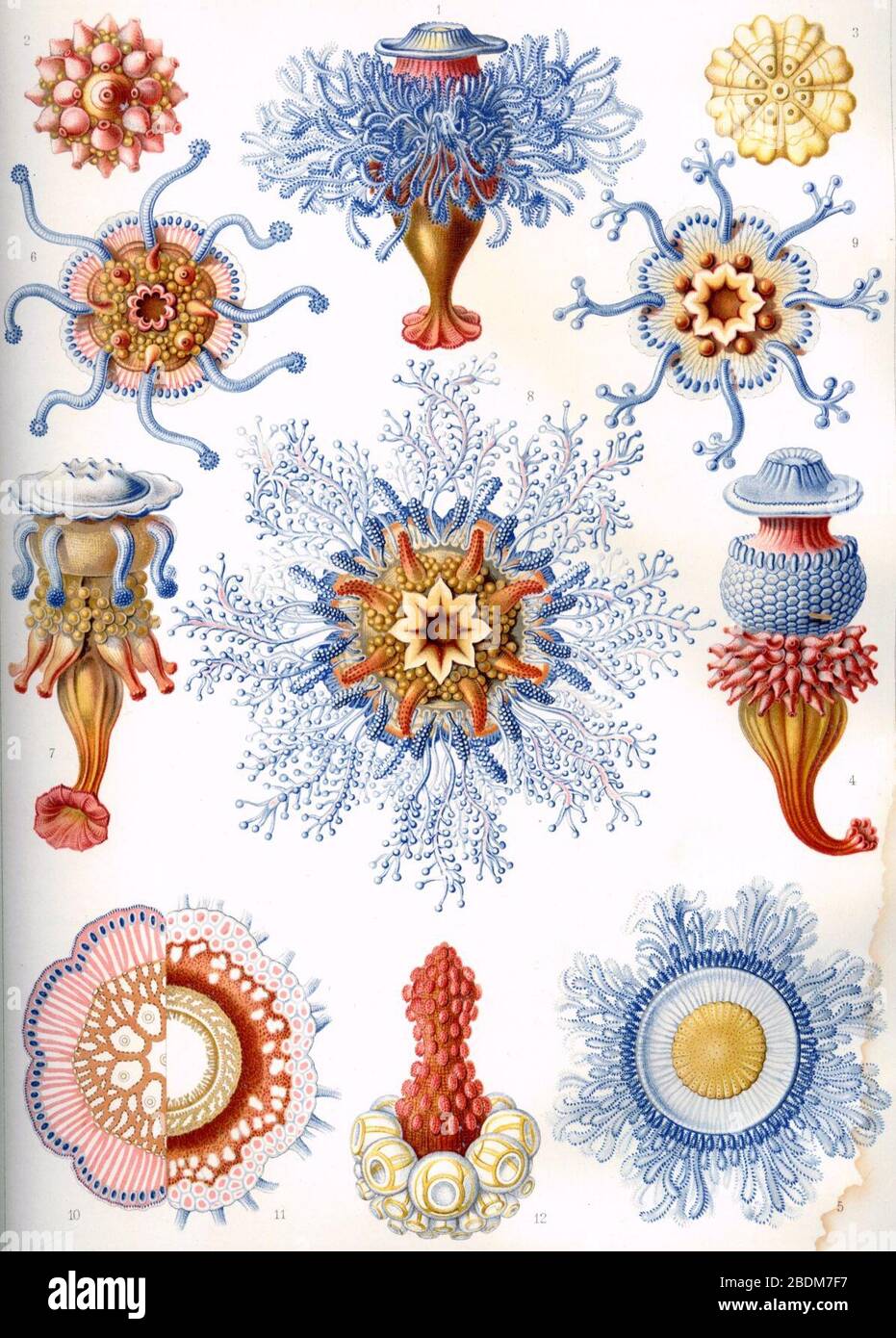 Siphonophorae hi-res stock photography and images - Alamy