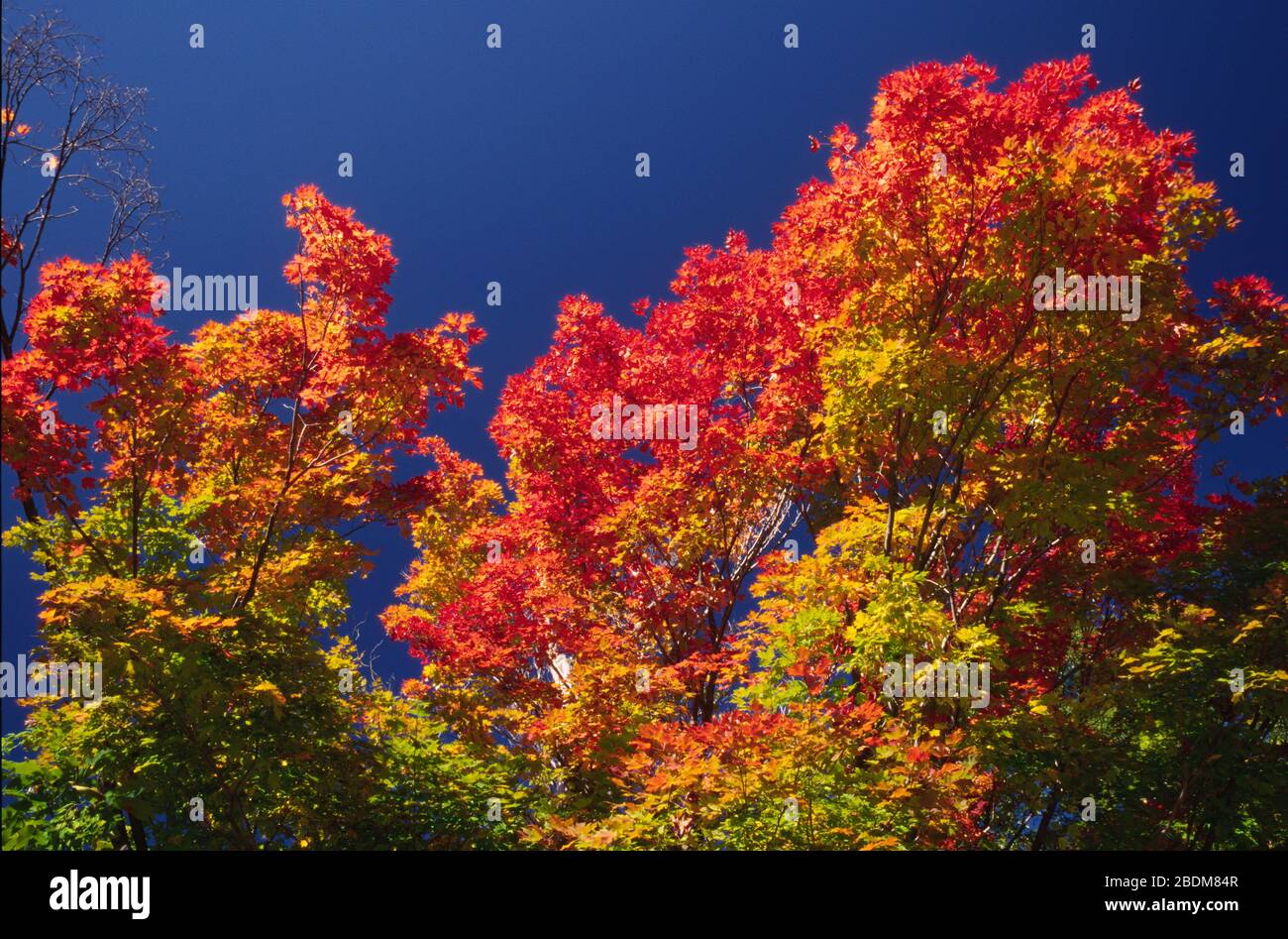 Autumn maple, Quabbin Park, Massachusetts Stock Photo