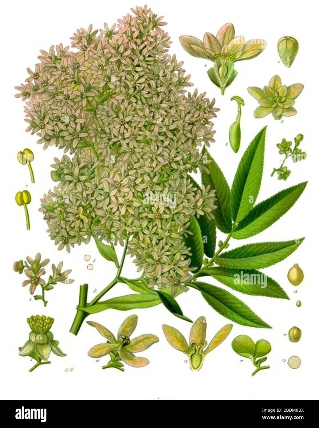 Hagenia abyssinica - Köhler–s Medizinal-Pflanzen-208. Stock Photo