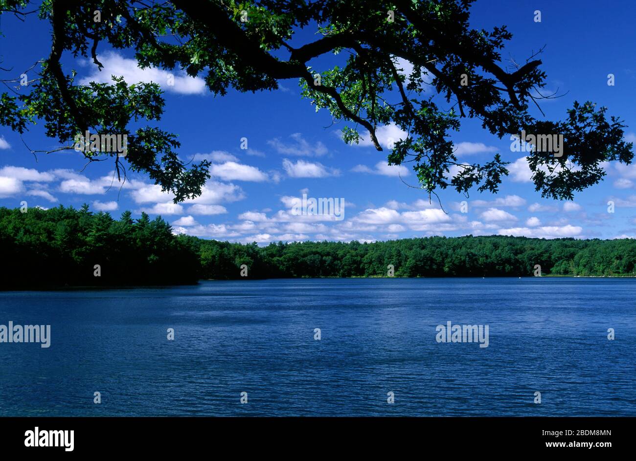 Walden Pond, Walden Pond State Reservation, Massachusetts Stock Photo