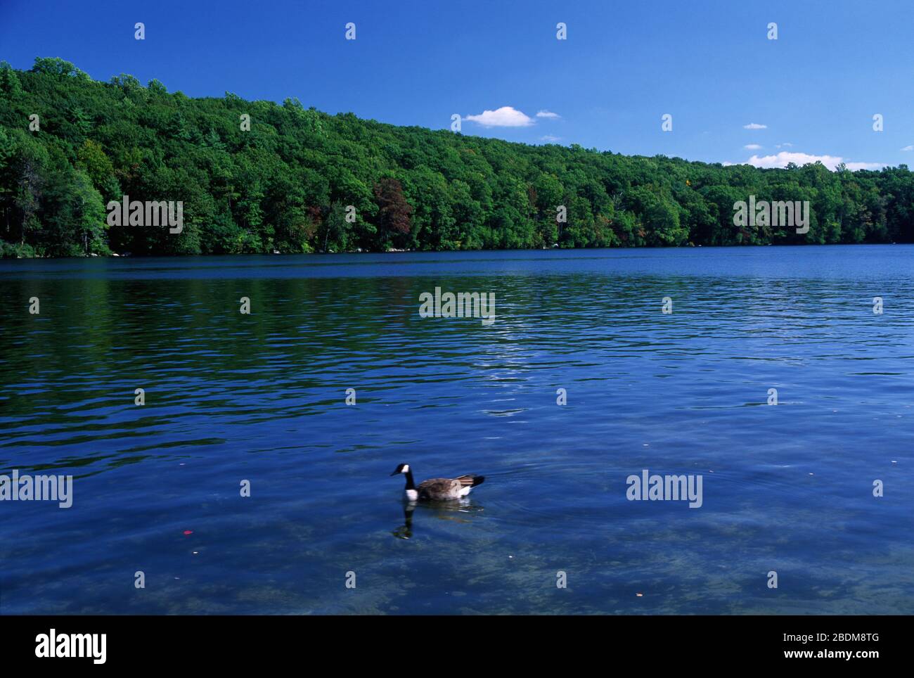 Wallum Lake, Douglas State Forest, Massachusetts Stock Photo Alamy