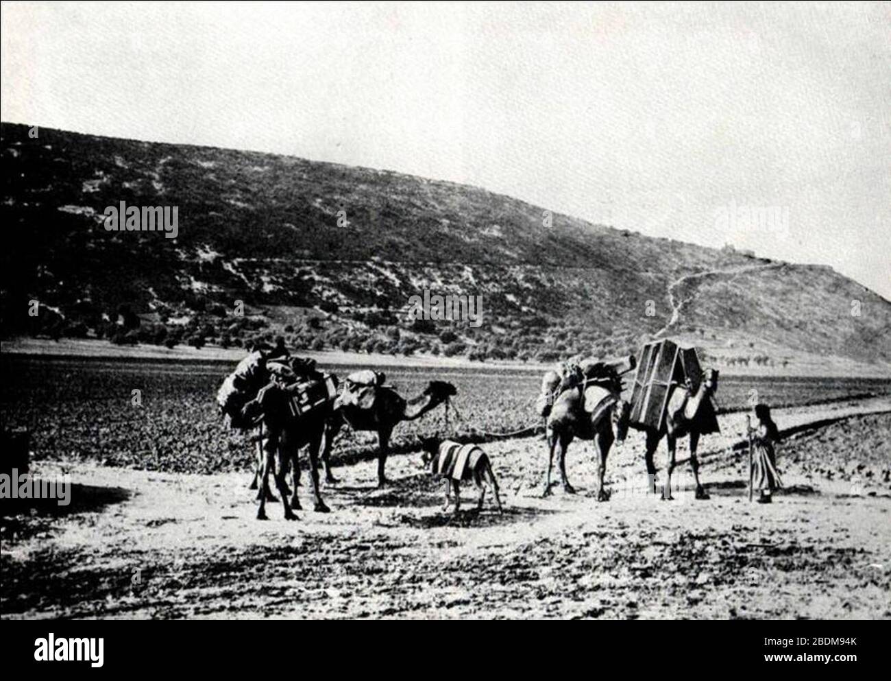 Караван веков. Старый Караван. Верблюды Караван 19 век. Караван в Израиле. Старые фото каравана.