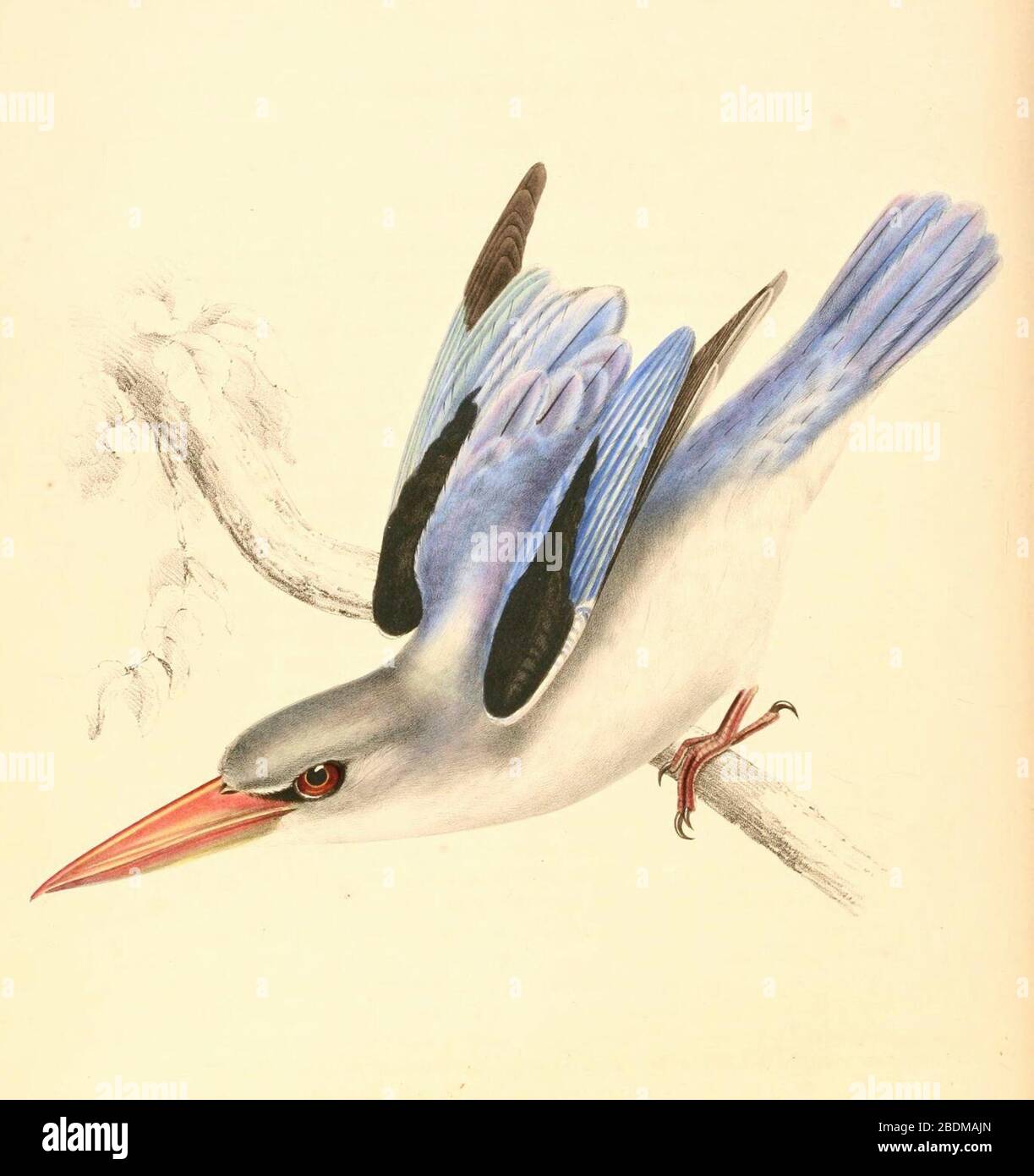 Halcyon senegaloides 1838 Stock Photo Alamy
