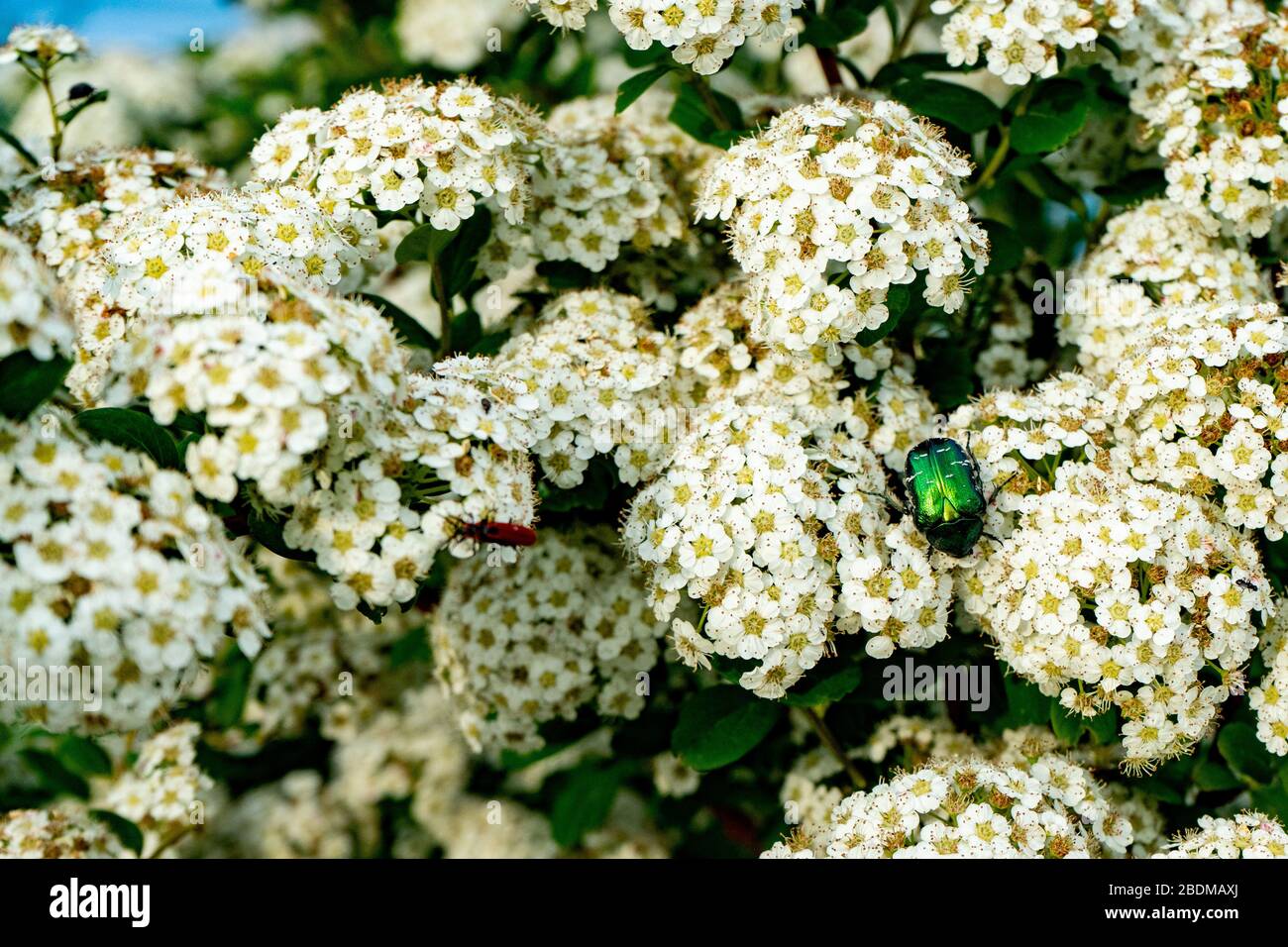 Blooming spirea or meadowsweet. Branches with white flowers. Beetle Eats Nectar Stock Photo