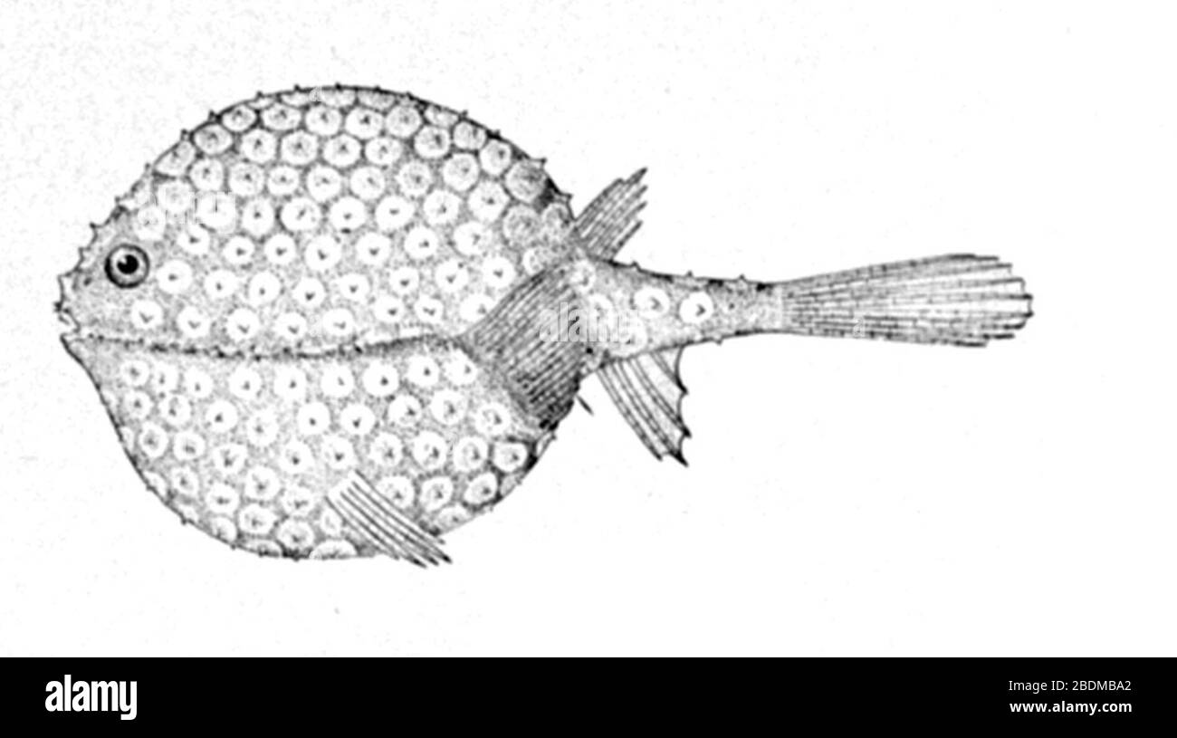 Halieutichthys aculeatus. Stock Photo