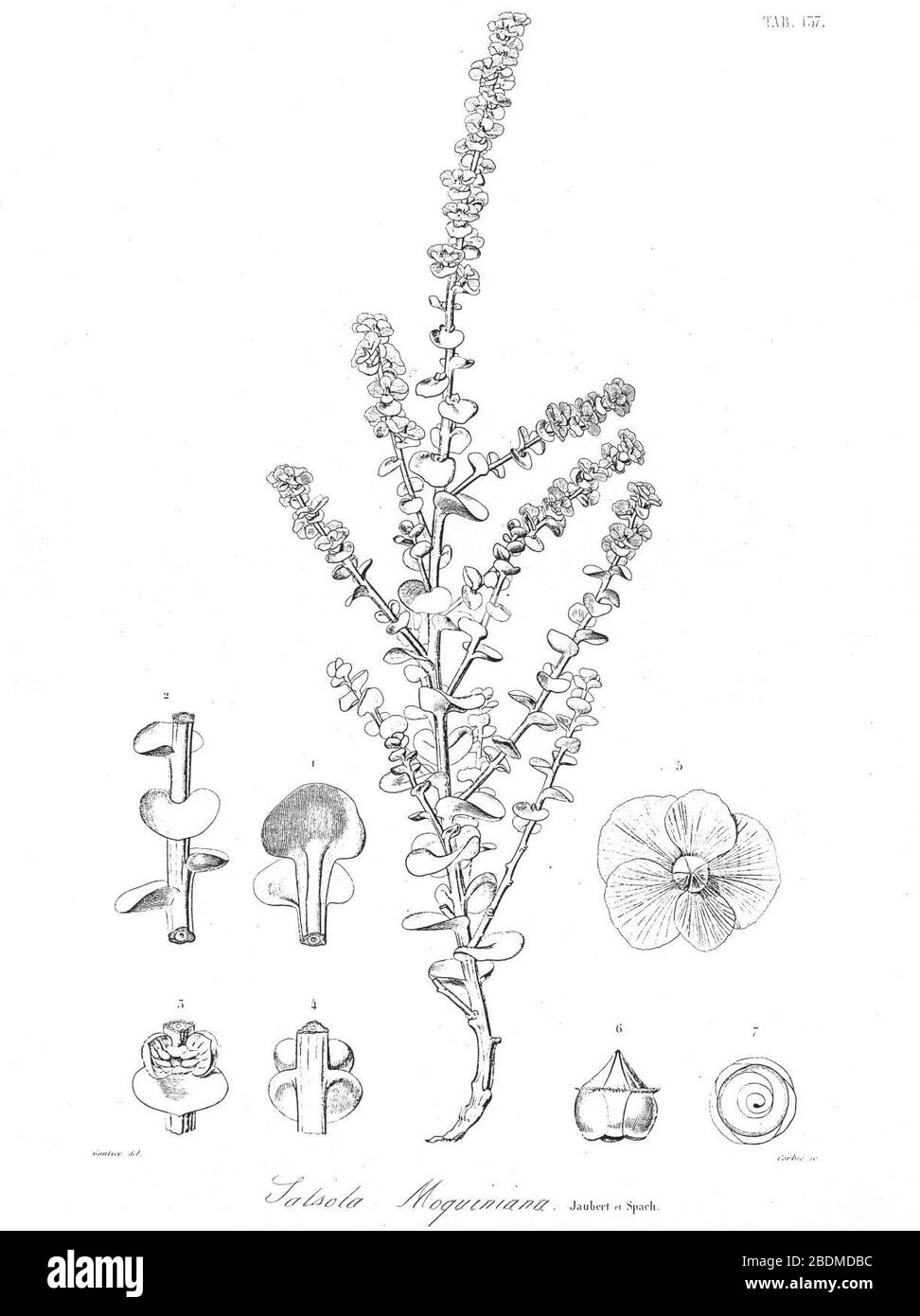 Halothamnus auriculus as Salsola moquiniana by Jaubert & Spach. Stock Photo