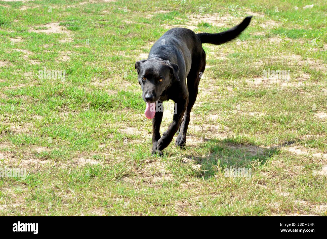 Black labrador on dog walk hi-res stock photography and images - Alamy