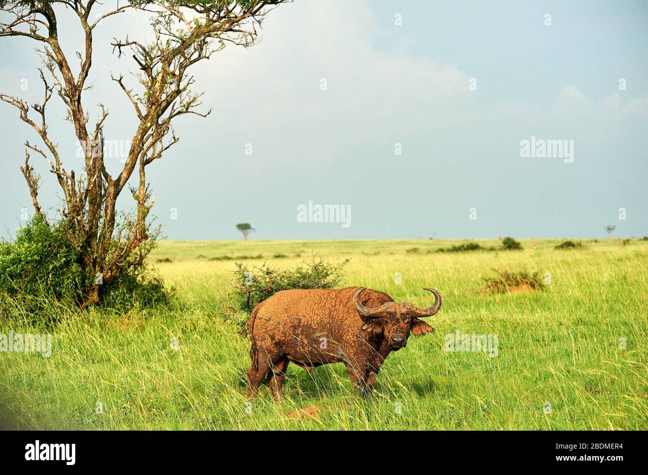 Water Buffalo, Murchison Falls National Wildlife Refuge, Uganda. Located in the NW part of