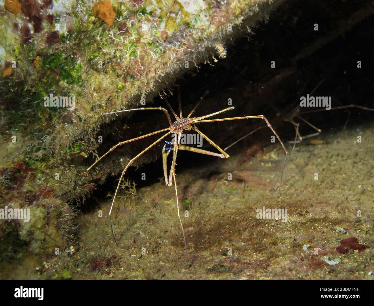 Yellowline arrow crab (Stenorhynchus seticornis) shelters in a crevice, USS Kittiwake, Cayman Islands, Caribbean Sea, Atlantic Ocean, color Stock Photo