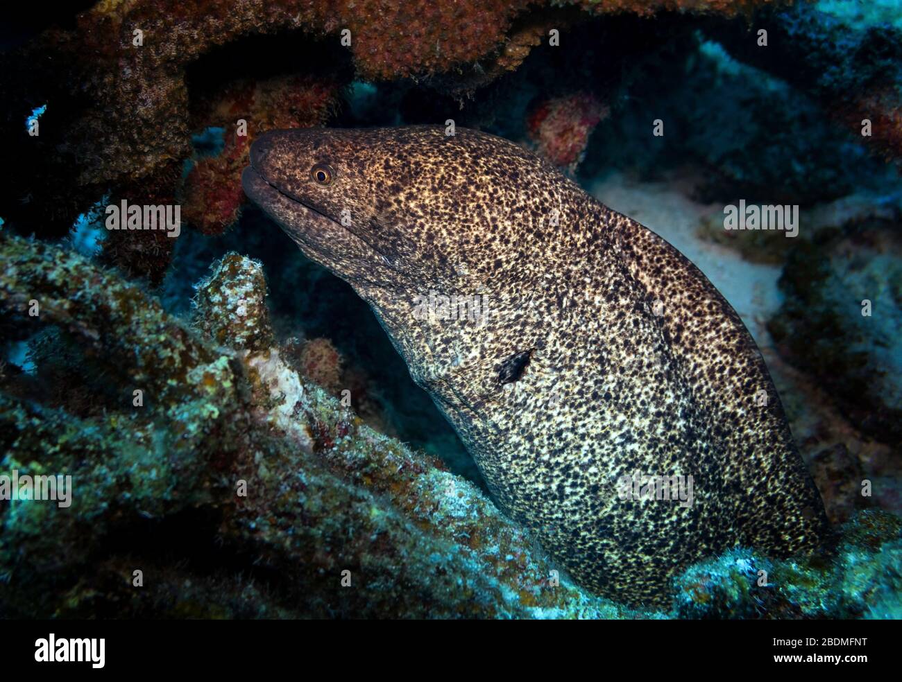 Rock Eel High Resolution Stock Photography and Images Alamy