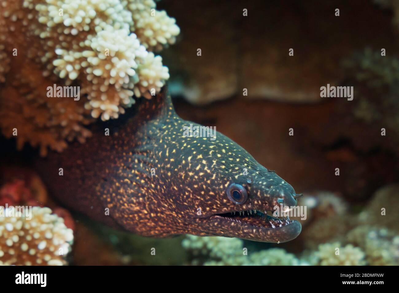 Stout moray eel (Gymnothorax eurostus) resting in branches of coral Molokini Crater, Maui, Hawaii, United States, Pacific Ocean, color Stock Photo