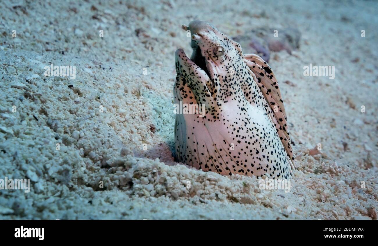 A freckled snake eel (Callechelys lutea) buried in the sand next to a coral reef, Molokini Crater, Maui, Hawaii, United States, Pacific Ocean, color Stock Photo