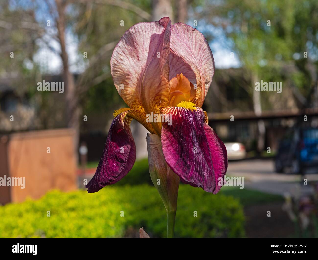 Iris in the Central Valley, California Stock Photo